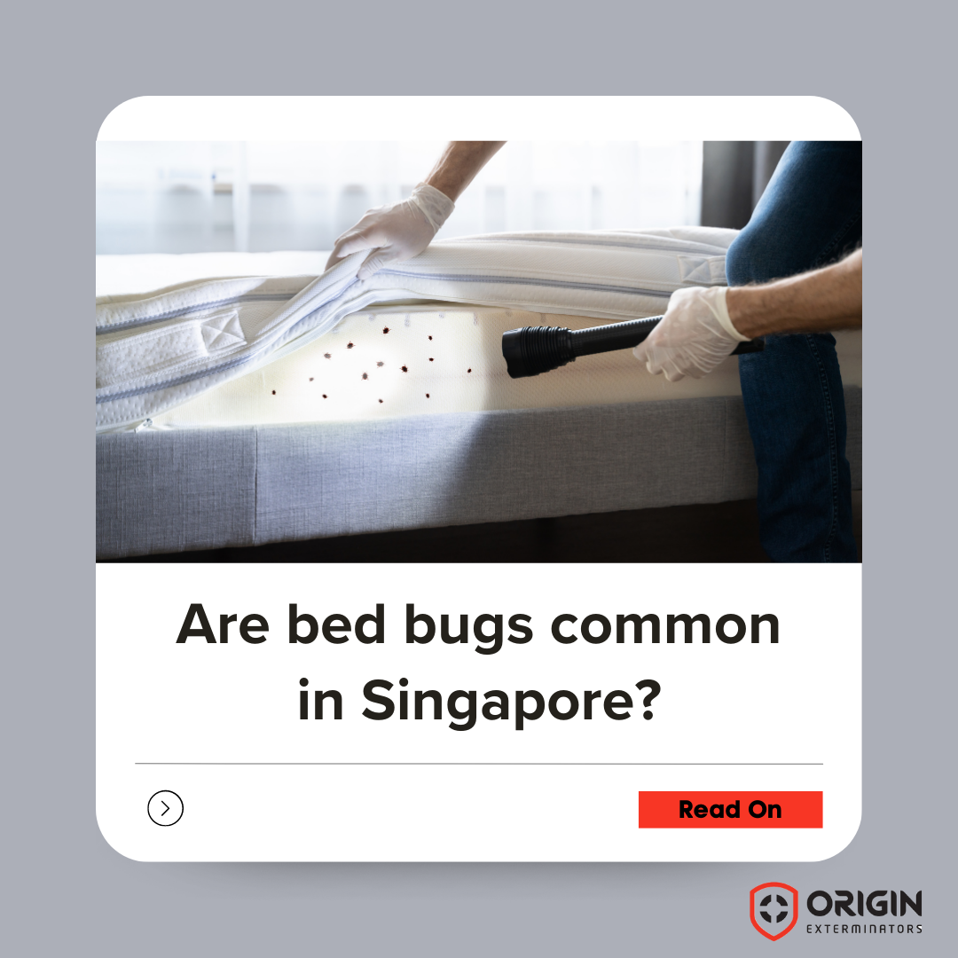 InDepth Guide to Bed Bugs and pest control services ORIGIN